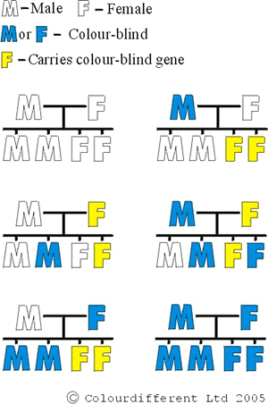 Diagram Illustrating the Genetics of Colour Blindness